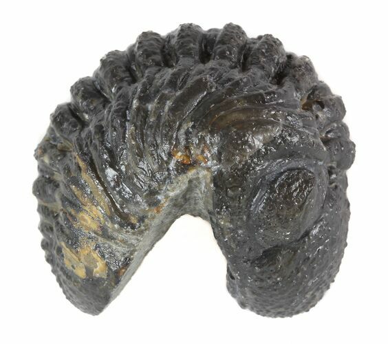 Partially Enrolled Morocops (Phacops) Trilobite #47286